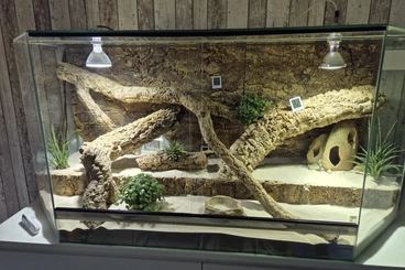 Bartagamen kaufen und verkaufen Foto: Suche adulte, gerne große und vorallem handzahme Bartagame