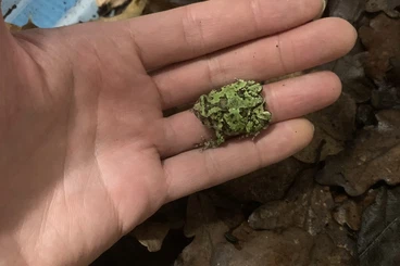 frogs kaufen und verkaufen Photo: Scaphiophryne marmorata CB 6/25