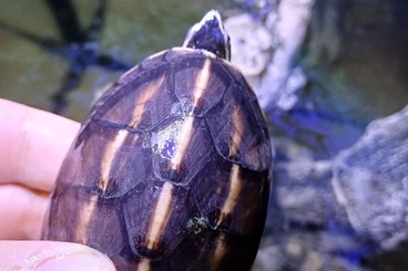 Sumpfschildkröten kaufen und verkaufen Foto: Turtle aveilable in Italy or for Hamm in december