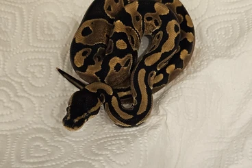 Königspythons kaufen und verkaufen Foto: Python regius (classic het Piedbald)