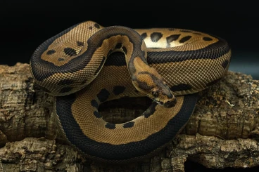 Ball Pythons kaufen und verkaufen Photo: 1.0 Leopard Clown het. Pied und 1.0 Pastel Clown (Proven Breeder)