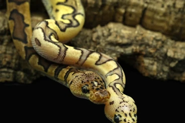 Ball Pythons kaufen und verkaufen Photo: Clown Combos, Paare im ANGEBOT bis 01.01