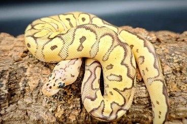 Königspythons kaufen und verkaufen Foto: "Angebot für Hamm 14.03.26" Nachzuchten von 2025