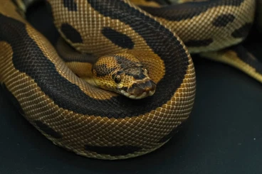 Königspythons kaufen und verkaufen Foto: Für Hamm! 1.0 Leopard Clown het. Pied + 1.0 Pastel Clown