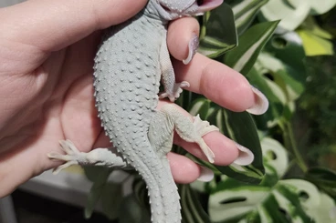 Geckos kaufen und verkaufen Foto: Blue headed green patternless Tokay geckos & Gekko vittatus