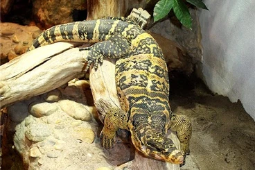 Warane kaufen und verkaufen Foto: Looking for Varanus cumingi