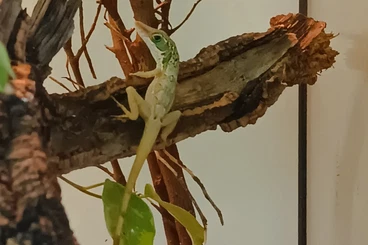 Echsen  kaufen und verkaufen Foto: Anolis bahorucoensis 1,0 2Jahre