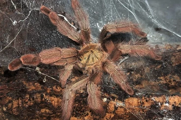 Spiders and Scorpions kaufen und verkaufen Photo: Vogelspinnen, Jagdspinnen, Geißelspinnen, Skorpione