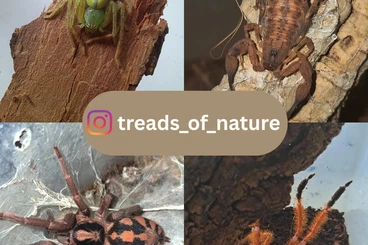 Spinnen und Skorpione kaufen und verkaufen Foto: Verkaufe diverse Spinnen und Skorpione