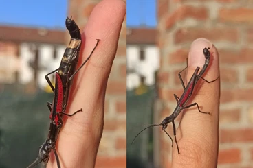 Insekten kaufen und verkaufen Foto: Phasmids for Hamm 13.12.25