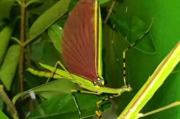 Insects kaufen und verkaufen Photo: End-of-year phasmid eggs