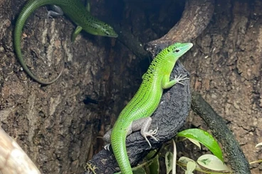 Skinke kaufen und verkaufen Foto: Lamprolepis smaragdina for hamm