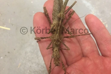 Insekten kaufen und verkaufen Foto: Frisch geschlüpfte Marmor Dornschrecken (trachyaretaon Aurora)