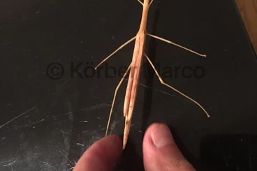 Insekten kaufen und verkaufen Foto: rosa geflügelte Stabschrecken (Sipyloidea sipylus).