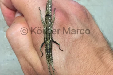 Insects kaufen und verkaufen Photo: Zwerg Gespenstschrecken Art Orestes mouhotii