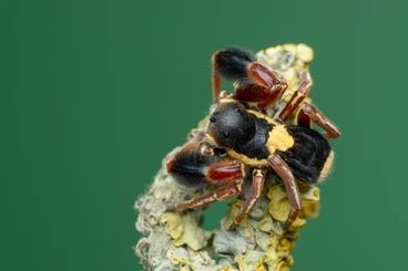 other spiders kaufen und verkaufen Photo: Velvet spiders! EU shipping possible!