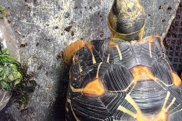 Landschildkröten kaufen und verkaufen Foto: Astrochelys radiata in Paris
