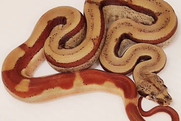 Boas kaufen und verkaufen Foto: Boas in Hamm 13.12, 2025, all my breed