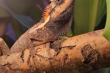 Agama kaufen und verkaufen Photo: 1,0 Calotes emma, 18 mons old