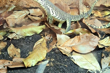 Lizards kaufen und verkaufen Photo: Varanus panoptes horni cb24