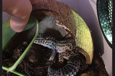 Echsen  kaufen und verkaufen Foto: 3 Leopardengeckos und eine Siedler Agame abzugeben wegen umzug...