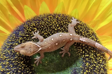 Echsen  kaufen und verkaufen Foto: Correlophus sarasinorum..