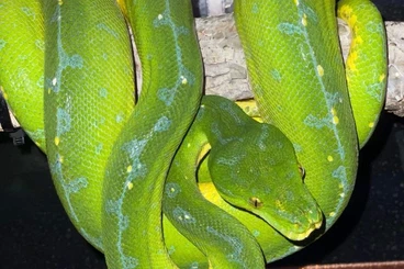 Snakes kaufen und verkaufen Photo: Male Morelia viridis sorong