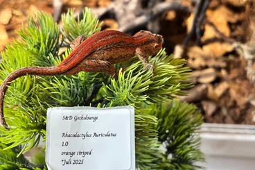 Geckos kaufen und verkaufen Foto: Verschiedene Arten neukaledonischer Geckos