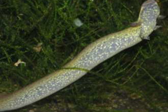 Schwanzlurche kaufen und verkaufen Foto: Looking for Siren intermedia nettingi