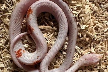 Schlangen kaufen und verkaufen Foto: Palmetto Kornnattern Morphen