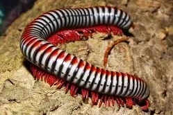 Crustraceae non aquatic kaufen und verkaufen Photo: Ab Sofort auch Tausendfüsser - Asseln - Schaben im Shop!!