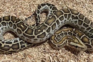 Schlangen kaufen und verkaufen Foto: Tigerpythons NZ 2025 (Verschiedene Morphen)