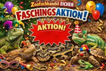 Schlangen kaufen und verkaufen Foto: Schlangen Echsen Faschingsaktion