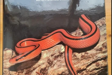 Snakes kaufen und verkaufen Photo: Fitzinger "Eine Monographie der Schlangengattung Elaphe"