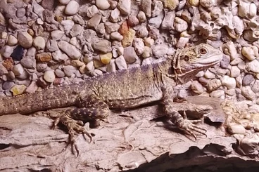 Agamen kaufen und verkaufen Foto: tausche /verkaufe 0.1 Australische Wasseragame Physignathus lesueuri