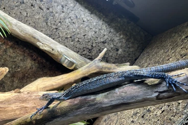 Monitor lizards kaufen und verkaufen Photo: Varanus Macraei 2023 1.0