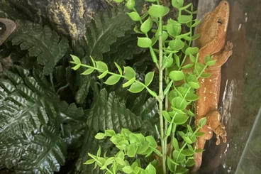 Geckos kaufen und verkaufen Photo: Hübscher oranger 1.0 Kronengecko sucht schönes neues Zuhause