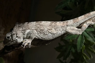 Echsen  kaufen und verkaufen Foto: 1.0 Anolis porcus (male) (männchen)
