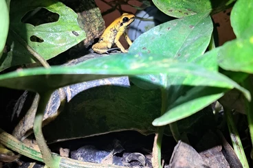 Poison dart frogs kaufen und verkaufen Photo: 0.0.9 Phyllobates terribilis-Schrecklicher Pfeilgiftfrosch