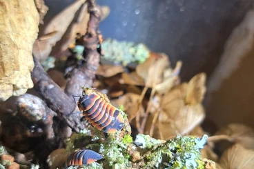 Krebstiere terrestrisch  kaufen und verkaufen Foto: Asseln/Isopods Armadillidium,...