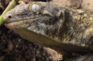 Geckos kaufen und verkaufen Foto: Rhacodactylus Leachianus