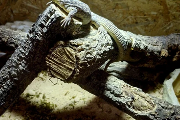 Warane kaufen und verkaufen Foto: Terraristik WhatsApp Berlin und Umgebung