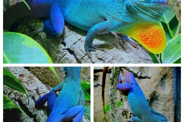Echsen  kaufen und verkaufen Foto: Anolis grahami grahami Bermuda