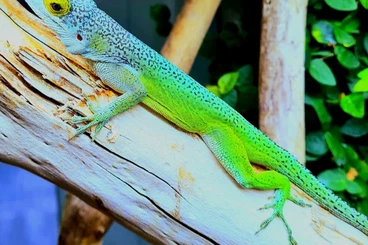 Echsen  kaufen und verkaufen Foto: Anolis leachii F1 Bermuda
