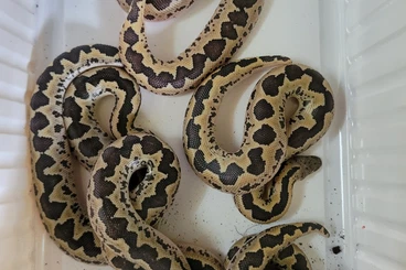 Boas kaufen und verkaufen Photo: Pakistan Sandboa eigene NZ 2025
