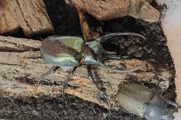 Insekten kaufen und verkaufen Foto: Chalcosoma chiron chiron WF1