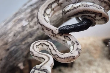 Snakes kaufen und verkaufen Photo: Morelia spilota Morphen / Teppichpython