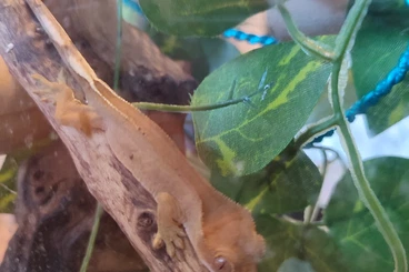 Geckos kaufen und verkaufen Photo: Correlophus ciliatus Kronengecko Jungtiere