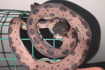 Boas kaufen und verkaufen Photo: Corallus Hortulanus NZ 2025