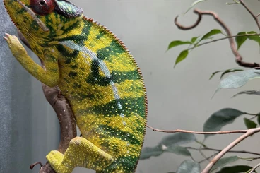 Chamäleons kaufen und verkaufen Foto: offered furcifer pardalis nosy mitsio